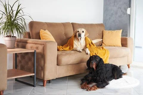 A contented Labrador reclines on a couch while a Gordon Setter sits on the floor Stock Photos