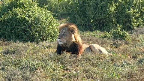 Contented Lion lying &amp; looking into distance Stock Footage 106731279