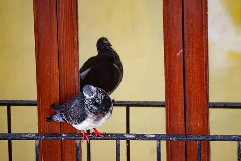 Contented Pigeon with Dark Reflection Stock Photos