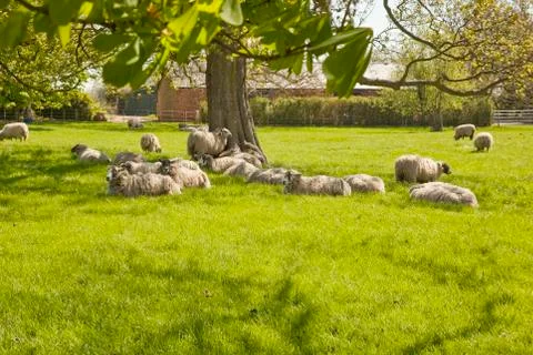 Contented sheep Stock Photos