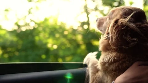 Contented smile dog muzzle rays of sunlight. travel friend pet. spaniel breed Video stock 252292819