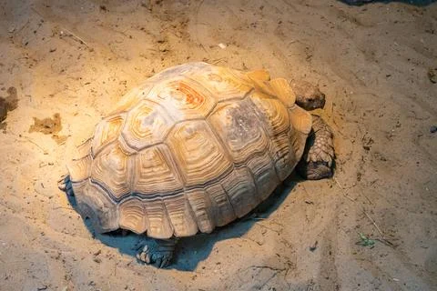 A contented turtle under human supervision. Foto stock
