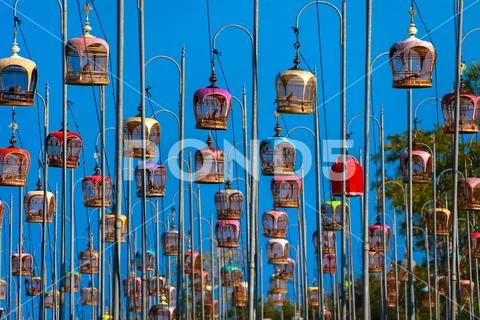 Contest bird sound tradition from Southern Thailand, (Geopelia striata) Stock Photos