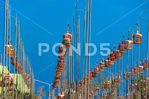 Contest bird sound tradition from Southern Thailand, (Geopelia striata) Stock Photos