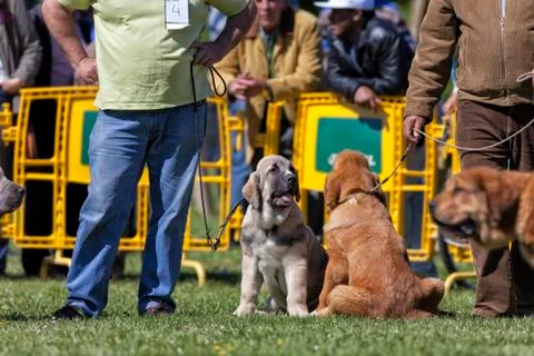 Contest of mastiffs. Stock Photos