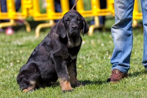 Contest of mastiffs. Foto stock