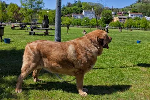 Contest of mastiffs. Stock Photos