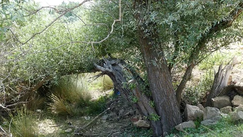Continental climate willow trees, branches broken willow tree, Stock Footage 111924407
