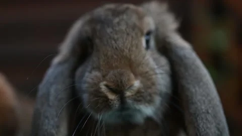 Continental Giant Rabbit in the front of camera - 4K Stock Footage 264785589
