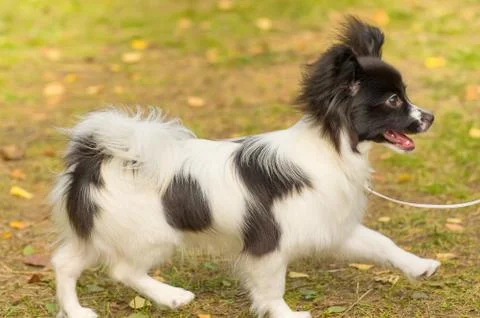 Continental toy spaniel Papillon Stock-Fotos