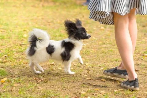 Continental toy spaniel Papillon Stock Photos
