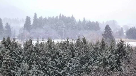 Continually falling snow and coniferous forests, suburban landscape, one ca.. Video stock 328394529