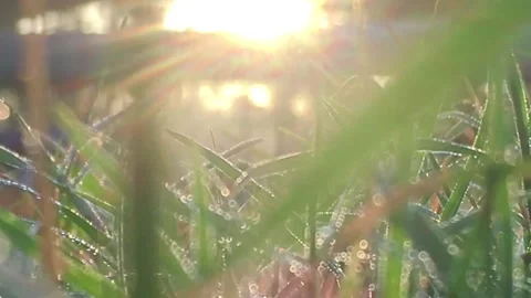 A continually moving scene to the side in ant's eye view Stock Footage 296283243