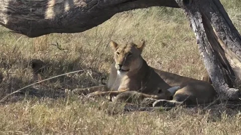 Continuation: lioness nurses and gives a brief lick to the feeding cub Stock Footage 319898136