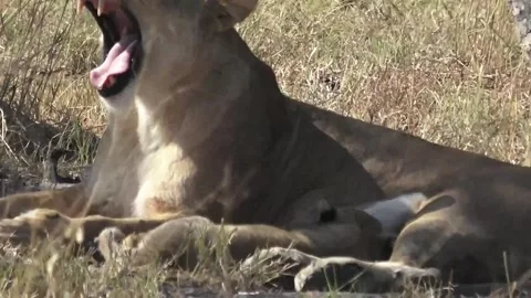 Continuation: lioness yawns while nursing Stock Footage 319898137