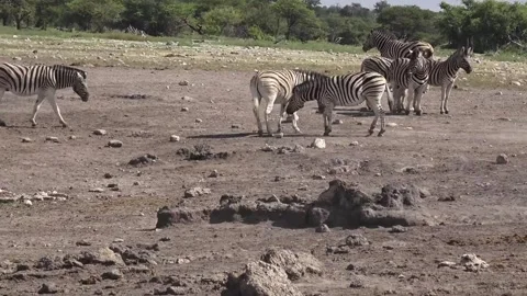 Continuation: shin nips and evasions — Part 36 스톡 동영상 320845938