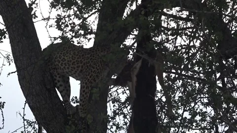 Continued feeding on branch; sustained bites — Part 15 Stock Footage 320790201