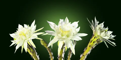 Continuous cactus loop 스톡 동영상 280809947