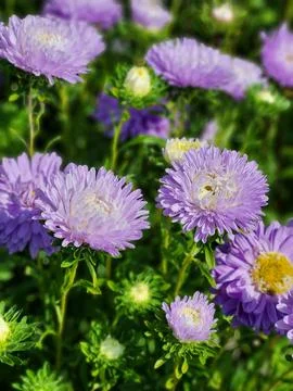 Continuous carpet of blooming lilac asters in autumn Stock Photos