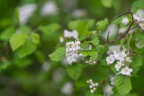 Continuous clusters of white flowers forming rhythmic design. Repeated grou.. Foto stock