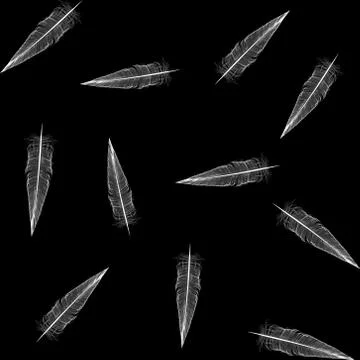 Continuous feathers pattern  - vector illustration Stock Illustration