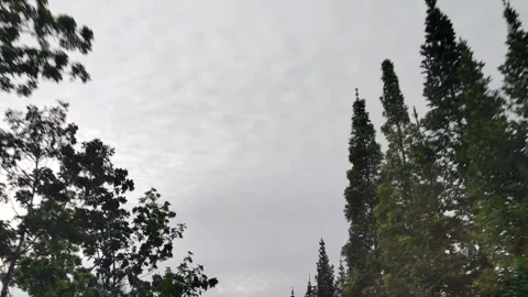 A continuous forward motion scene featuring lush green trees Stock Footage 305370189