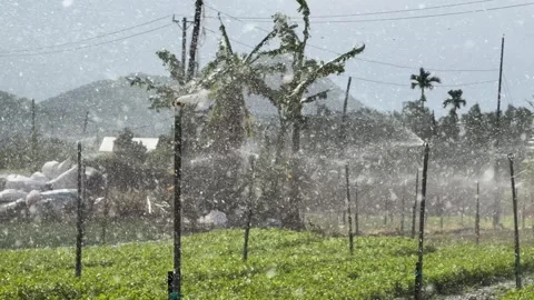 Continuous irrigation runs along the full length of garden beds, evenly covering Stock Footage 329372706