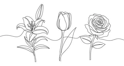 Continuous line art drawing of a lily, tulip, and rose flower botanical set. Stock Illustration