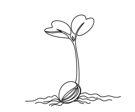 Continuous line art of a sprouting seedling with cotyledons emerging from see Stock Illustration