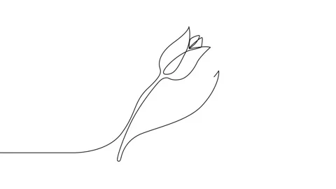 Continuous line of a blooming tulip flower minimalist animation Stock Footage 346550078