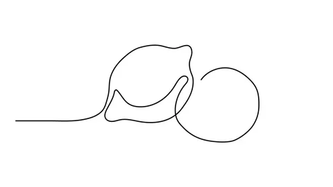 Continuous line drawing of lemon. Template for your design. Vector illustrat Stock Footage 143309835