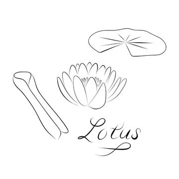 Continuous line drawing. line art lotus Vector Minimalistic mid-century desig Stock Illustration
