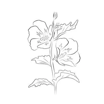 Continuous line drawing. line art mallow Vector Minimalistic Stock Illustration