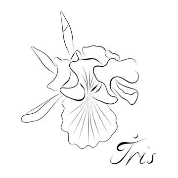 Continuous line drawing. line art iris Vector Minimalistic Stock Illustration