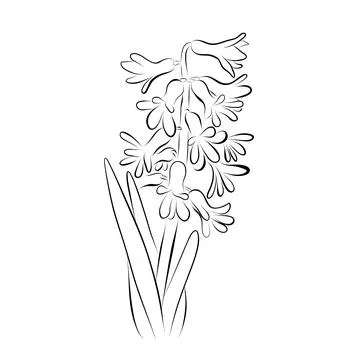 Continuous line drawing. line art hyacinth Vector Minimalistic Stock Illustration