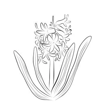 Continuous line drawing. line art hyacinth Vector Minimalistic Stock Illustration