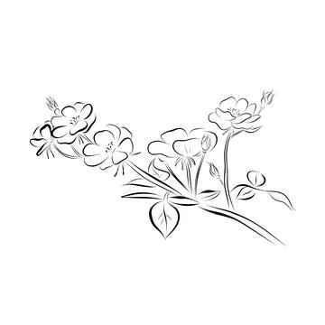 Continuous line drawing. line art rose branch Vector Minimalistic Stock Illustration