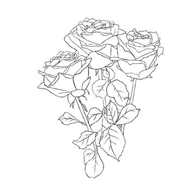 Continuous line drawing. line art bouquet of roses Stock Illustration