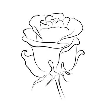 Continuous line drawing. line art rose Vector Stock Illustration