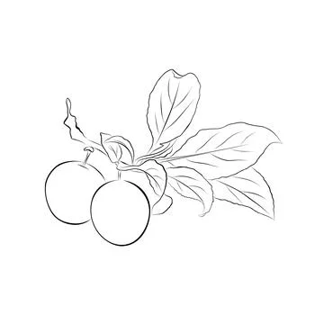 Continuous line drawing. line art plums with leaves Vector Stock Illustration