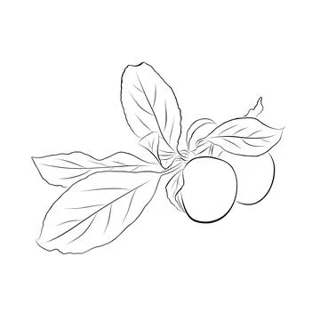 Continuous line drawing. line art plums with leaves Vector Stockillustratie