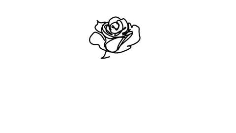 Continuous Line Drawing Of Rose Flowers Black Sketch Isolated on White Back.. Stock Footage 288200375