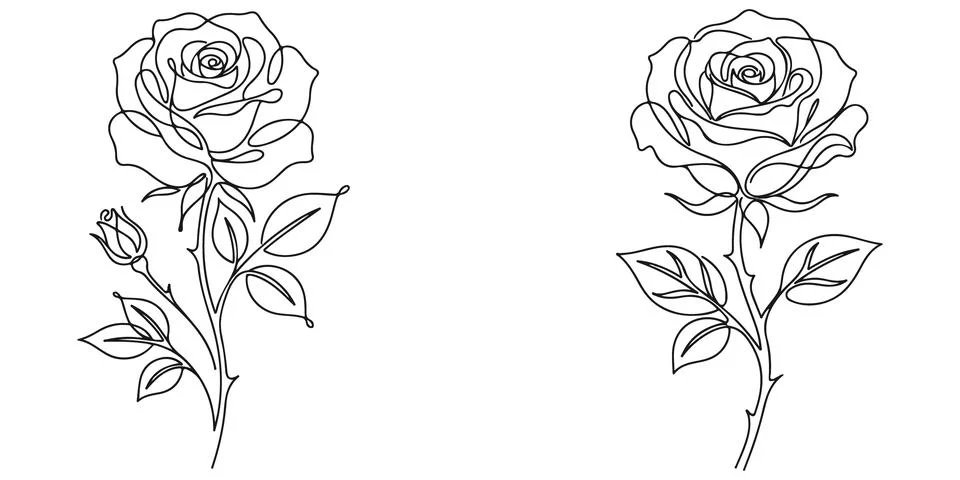 Continuous line drawing of two elegant rose flowers with leaves. Stock Illustration