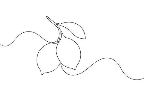 Continuous line drawing of two lemons with leaves Stock Illustration