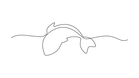 Continuous Line Fish Icon, Monoline Fishing Symbol Stock Footage 250165594