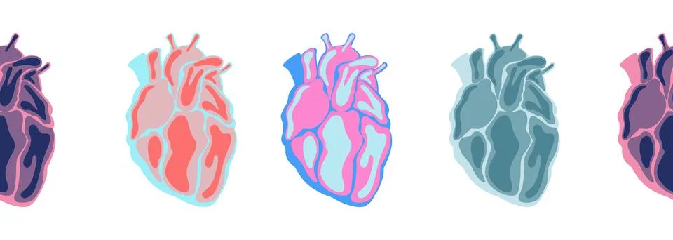 Continuous line heart shape border with realistic human anotomic heart. Stock Illustration