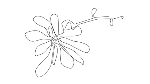 Continuous Line Magnolia Flower Vector Icon, Monoline Magnolia Stellata Stock Footage 250165570