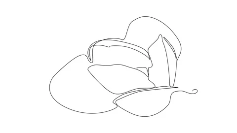 Continuous Line Magnolia Flower Vector Icon, Monoline Magnolia Stellata Video stock 250165571