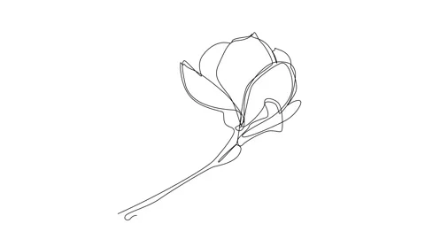 Continuous Line Magnolia Flower Vector Icon, Monoline Magnolia Stellata Stock Footage 250165572