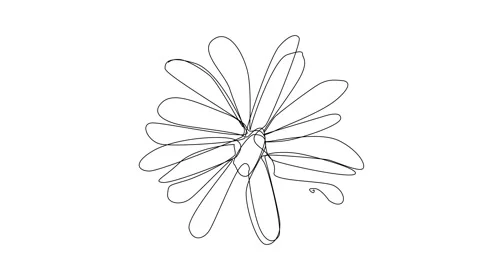 Continuous Line Magnolia Flower Vector Icon, Monoline Magnolia Stellata Stock Footage 250165574